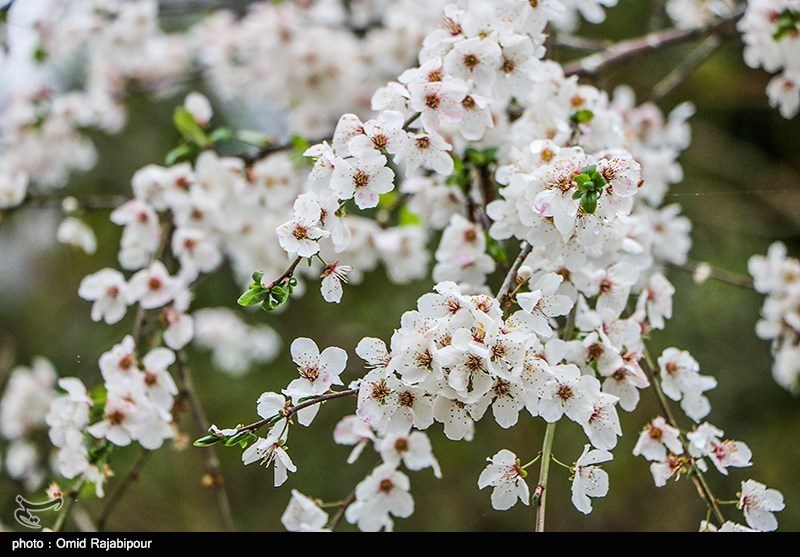 بیداری شکوفه‌ها از خواب زمستانی در فریدونکنار