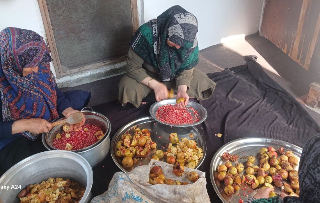 دانههای سرخی که زندگی میکارند