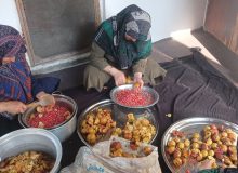 دانه‌های سرخی که زندگی می‌کارند