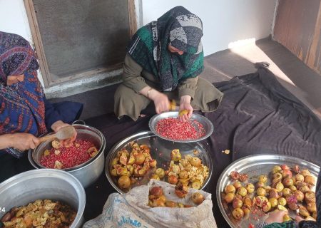 دانه‌های سرخی که زندگی می‌کارند